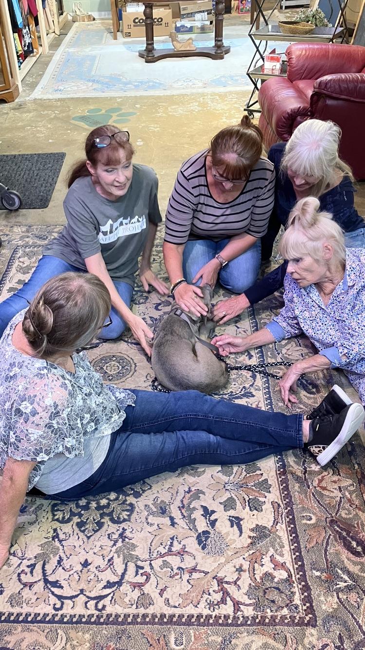 GIZMO.......the fun loving pup