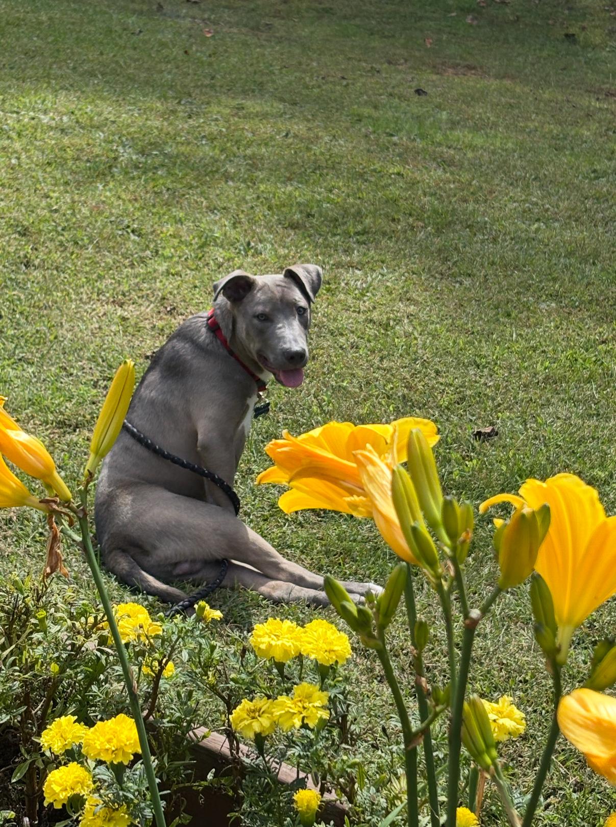 GIZMO.......the fun loving pup