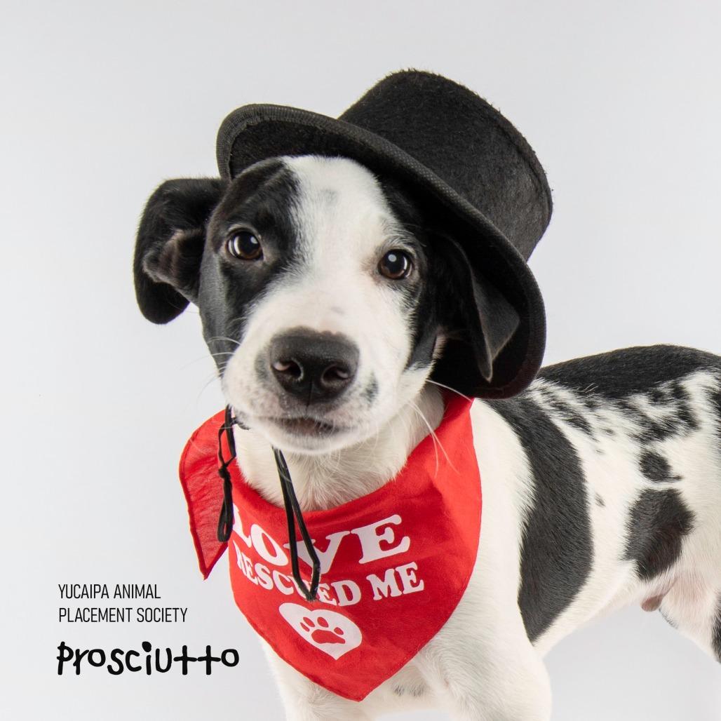 Rocky, Adoptable, Young Male Pit Bull Terrier & Border Collie.