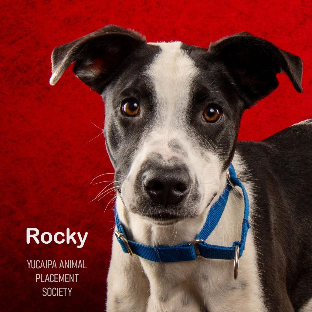 Rocky, a Adoptable mixed breed in Yucaipa, CA image 2/6