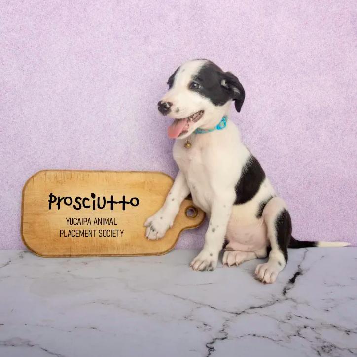 Rocky, a Adoptable mixed breed in Yucaipa, CA image 3/6