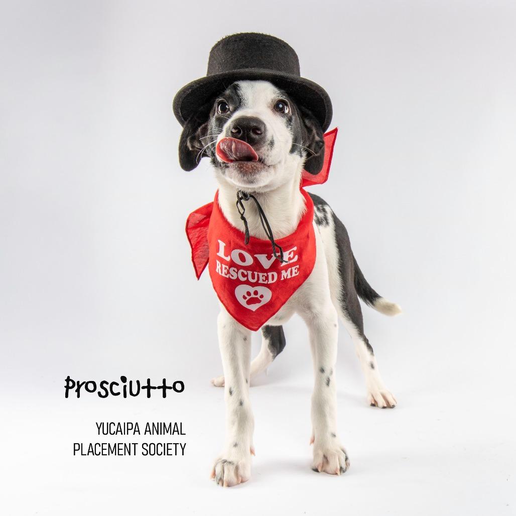 Rocky, a Adoptable mixed breed in Yucaipa, CA image 4/6