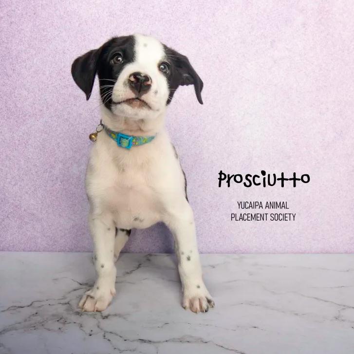 Rocky, a Adoptable mixed breed in Yucaipa, CA image 5/6