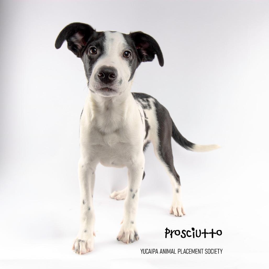 Rocky, a Adoptable mixed breed in Yucaipa, CA image 6/6