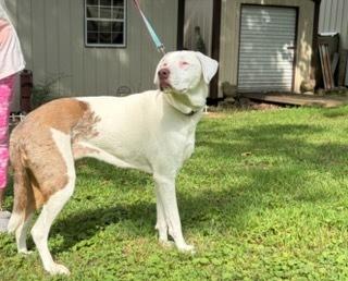 Enlarge Giggles, a Adoptable Catahoula Leopard Dog in Grove City, OH image 1/6