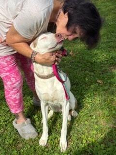 Enlarge Giggles, a Adoptable Catahoula Leopard Dog in Grove City, OH image 2/6