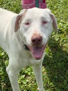 Enlarge Giggles, a Adoptable Catahoula Leopard Dog in Grove City, OH image 3/6
