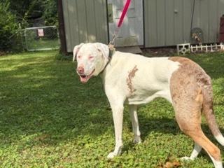 Enlarge Giggles, a Adoptable Catahoula Leopard Dog in Grove City, OH image 4/6