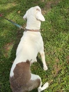 Enlarge Giggles, a Adoptable Catahoula Leopard Dog in Grove City, OH image 5/6