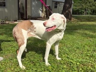 Enlarge Giggles, a Adoptable Catahoula Leopard Dog in Grove City, OH image 6/6