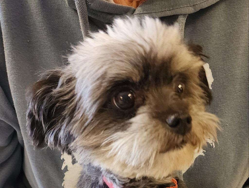 Lucky (Peppy), Adoptable, Senior Male Yorkshire Terrier & Poodle.