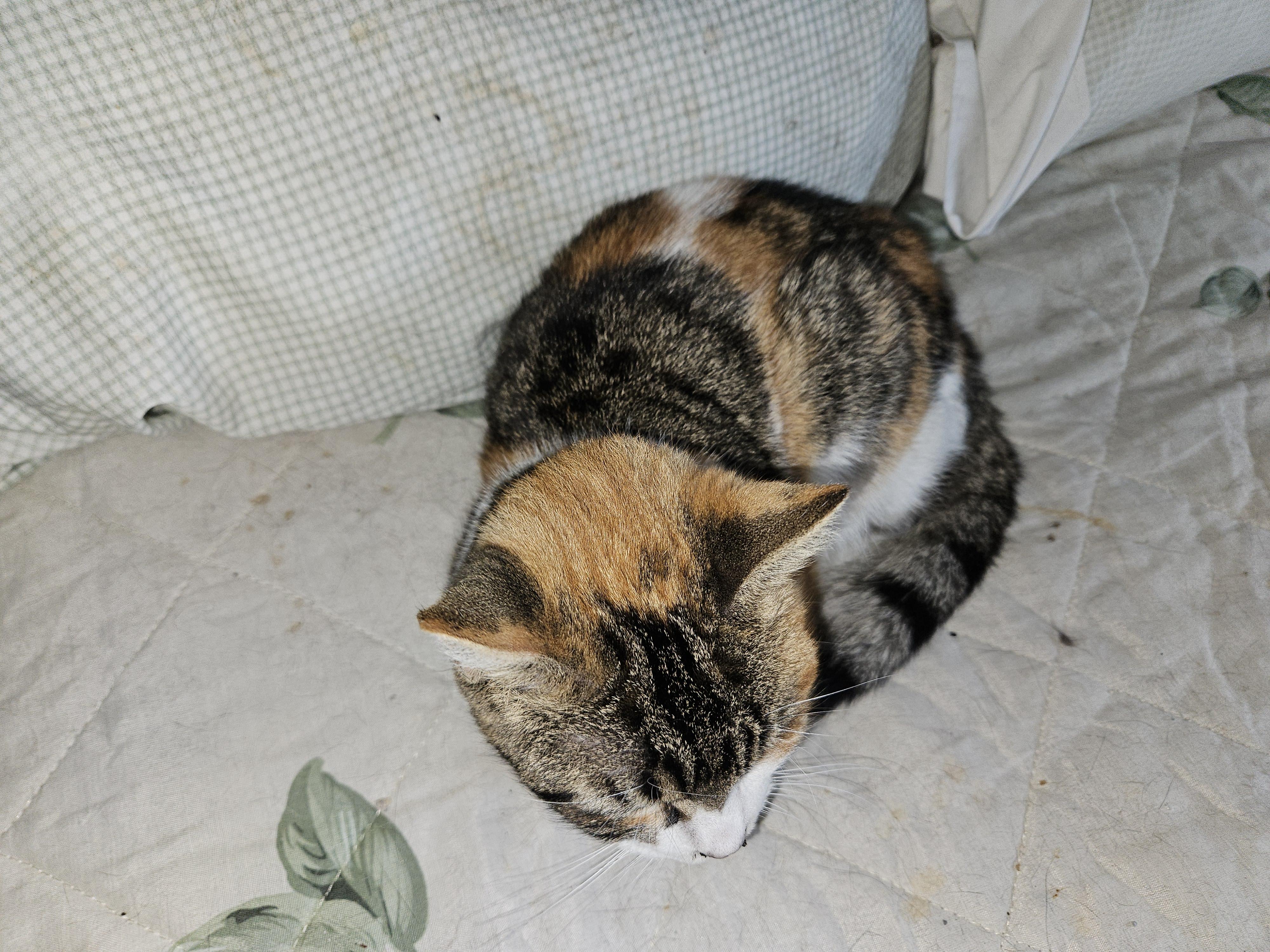 Allie, Adoptable, Young Female Calico.