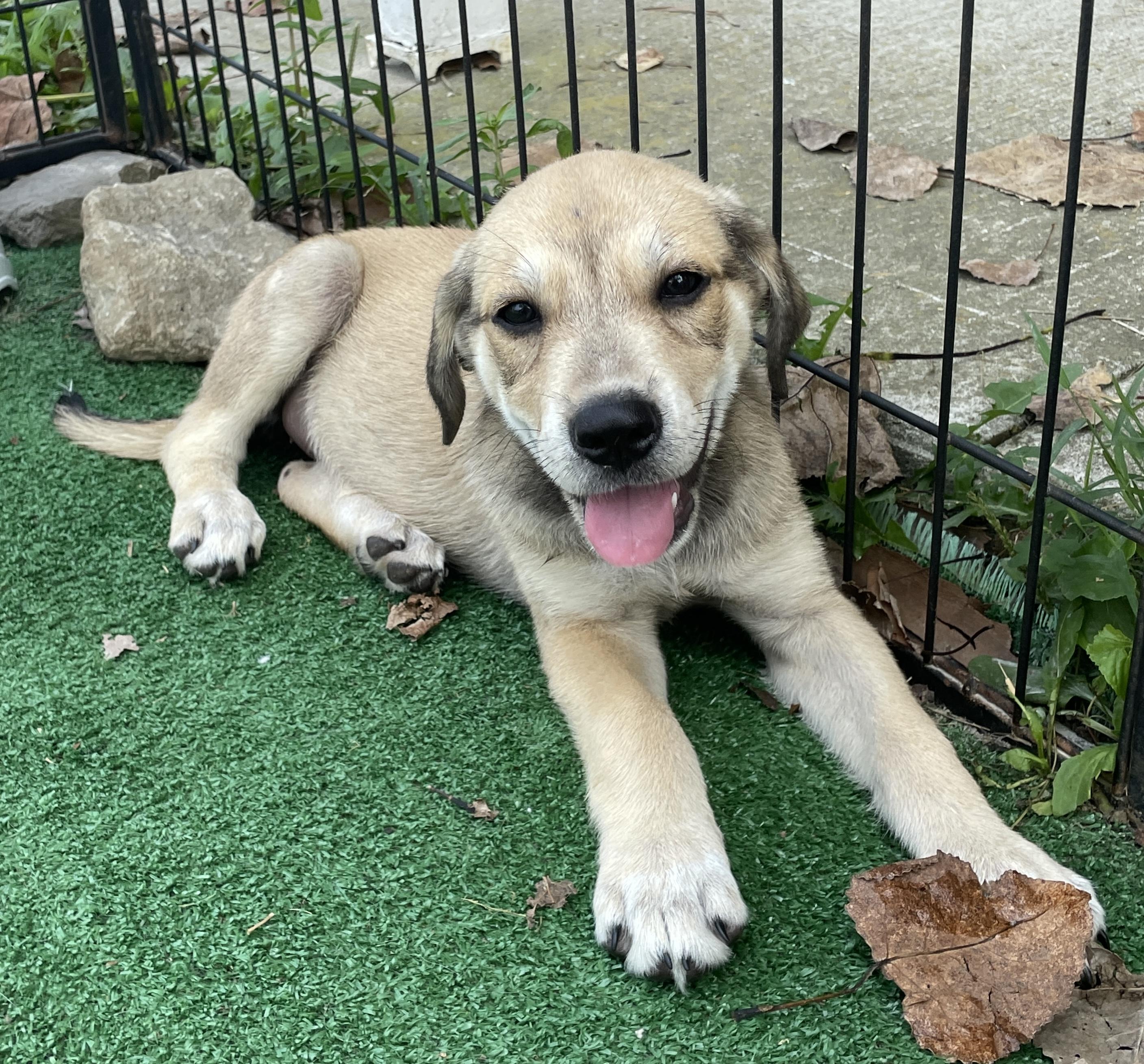 BETSY, a Adoptable mixed breed in Cincinnati, OH image 3/4