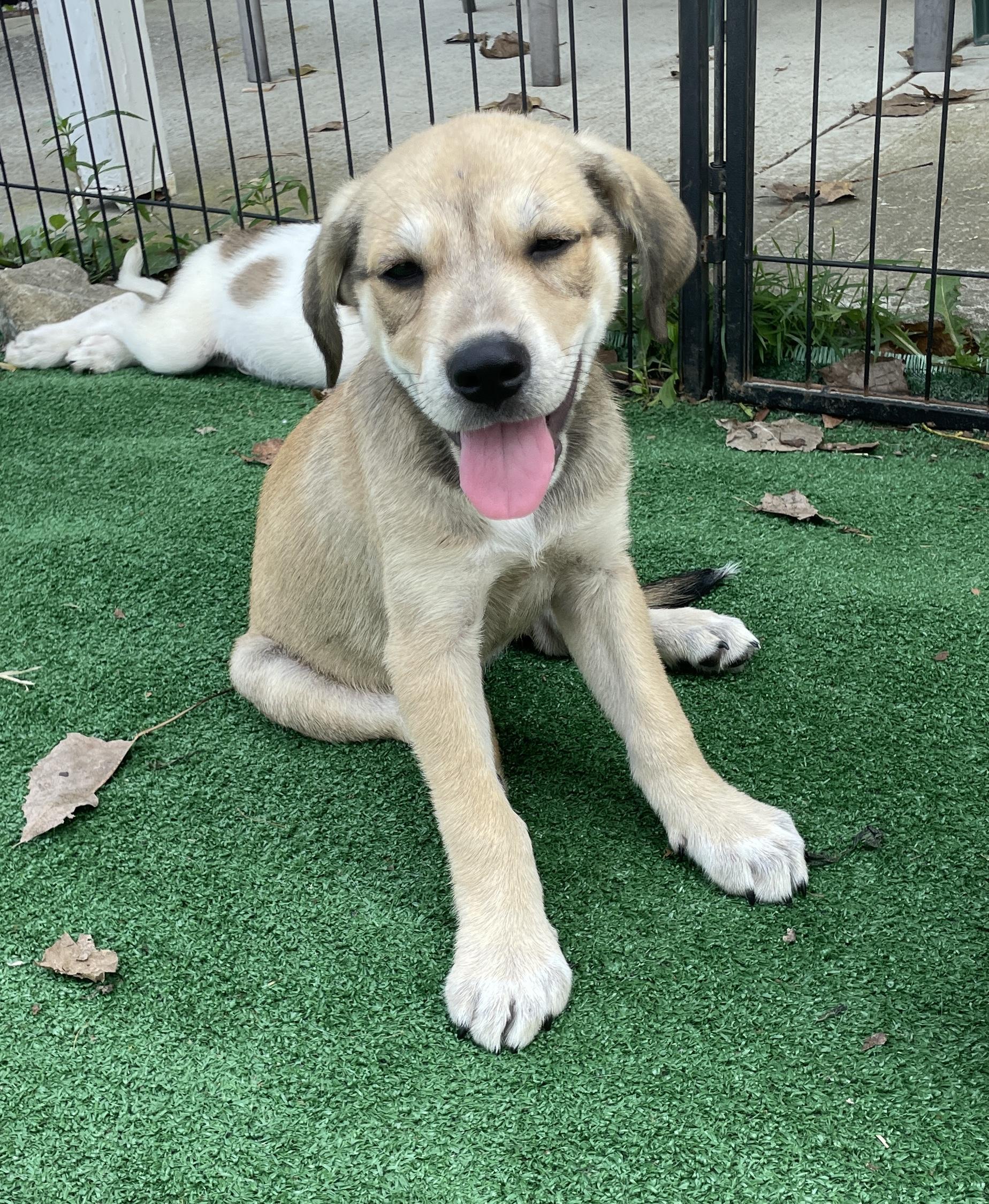 BETSY, a Adoptable mixed breed in Cincinnati, OH image 1/4