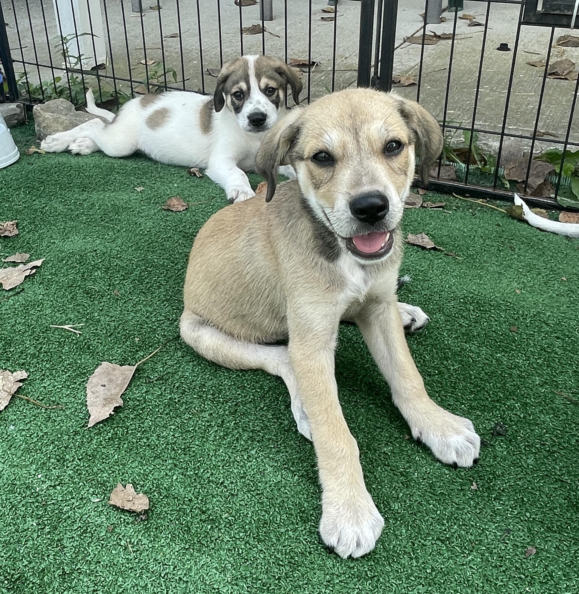 BETSY, a Adoptable mixed breed in Cincinnati, OH image 2/4