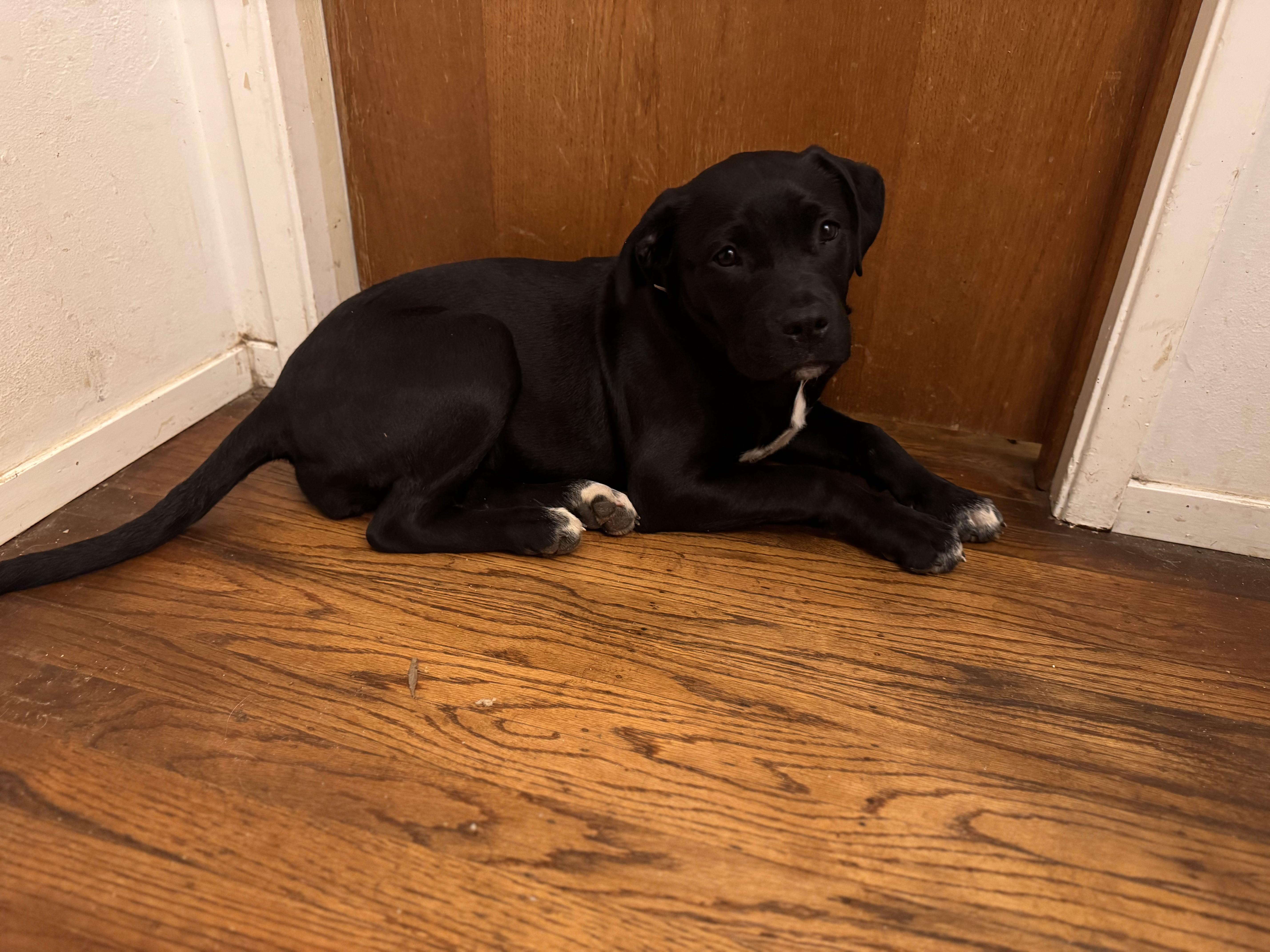 Enlarge Stevie, an adopted mixed breed in Roseville, CA image 3/5