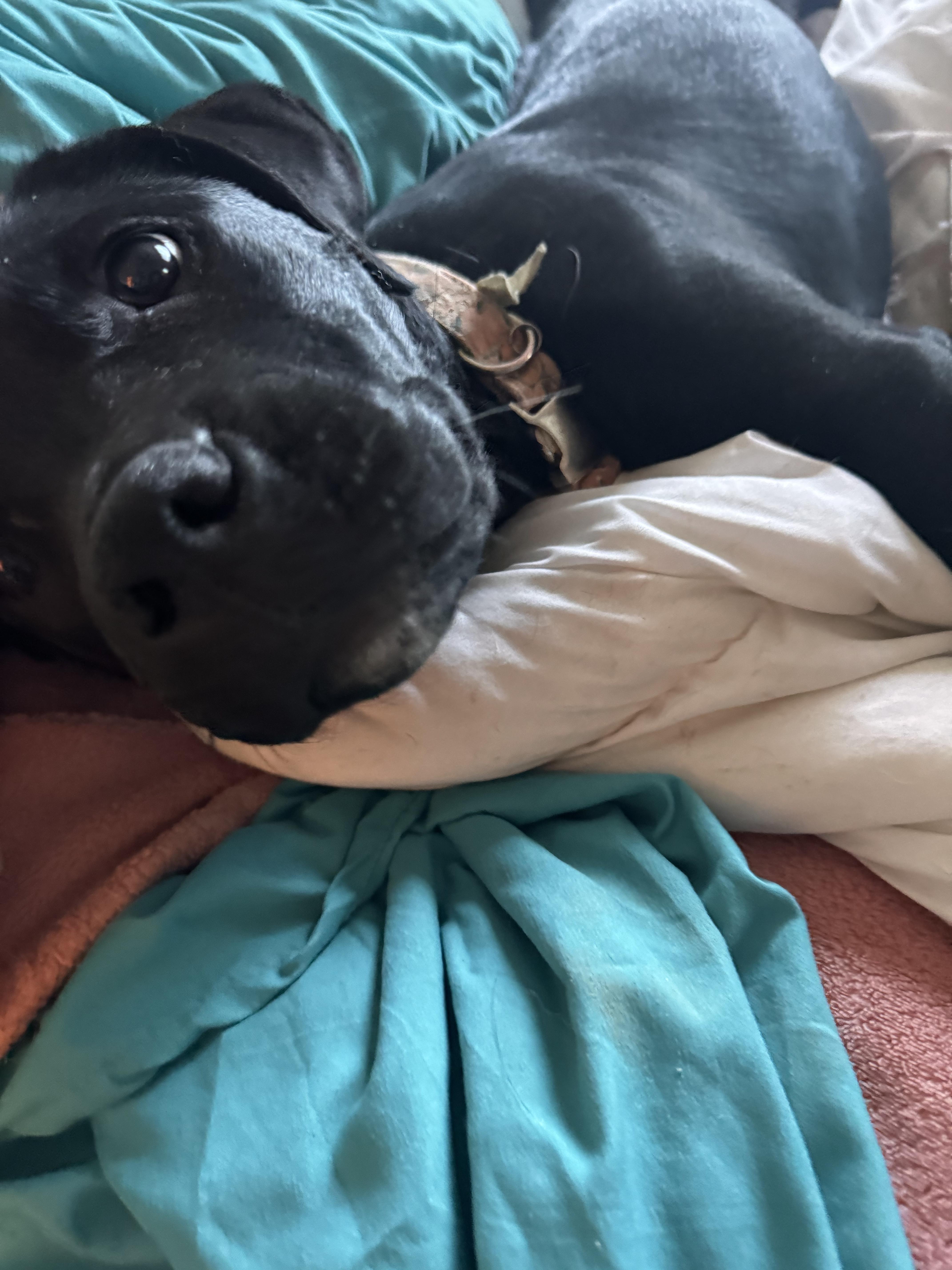 Enlarge Stevie, an adopted mixed breed in Roseville, CA image 4/5