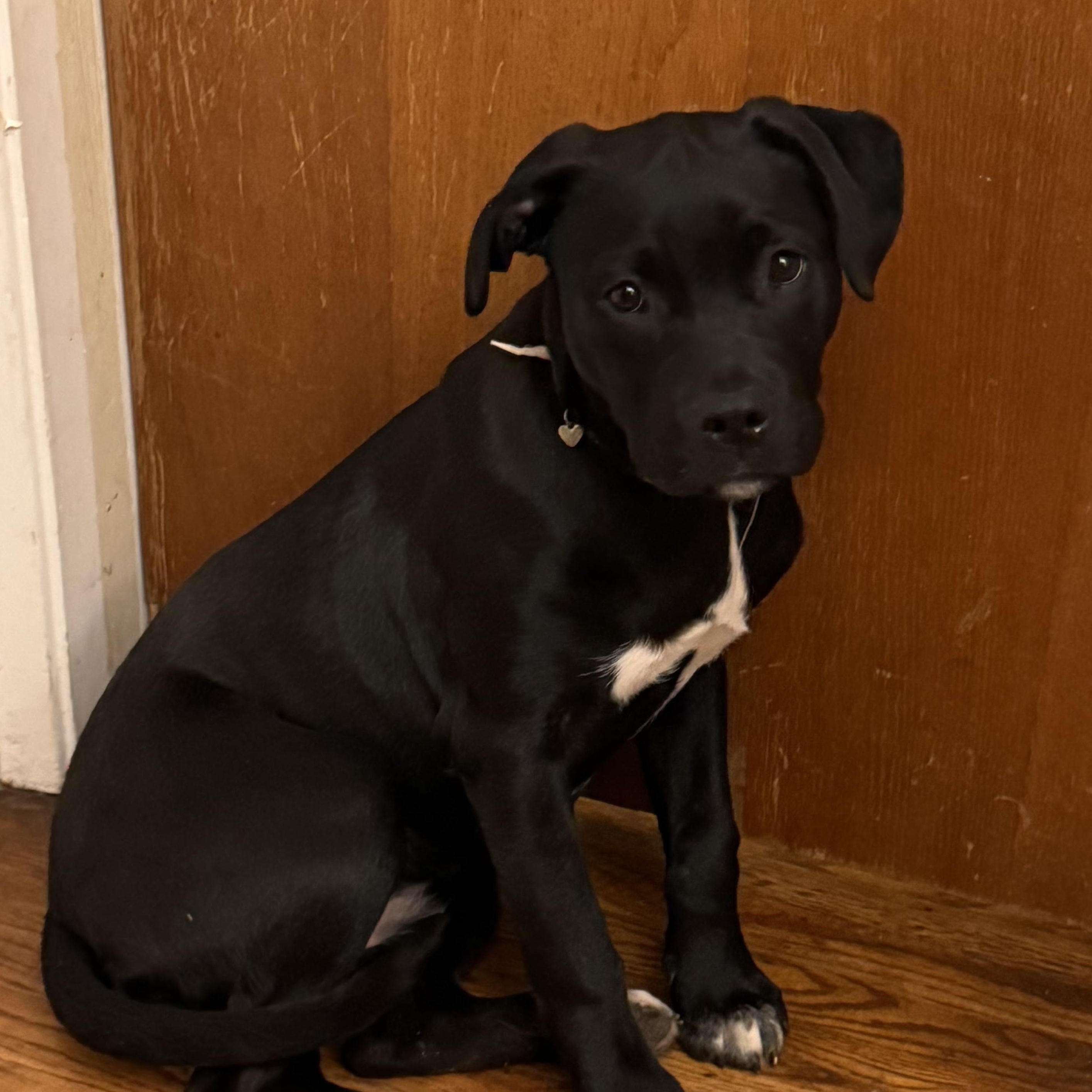 Enlarge Stevie, an adopted mixed breed in Roseville, CA image 1/5