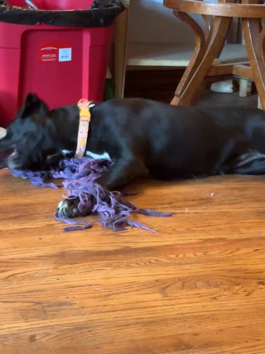 Enlarge Stevie, an adopted mixed breed in Roseville, CA video 2/5