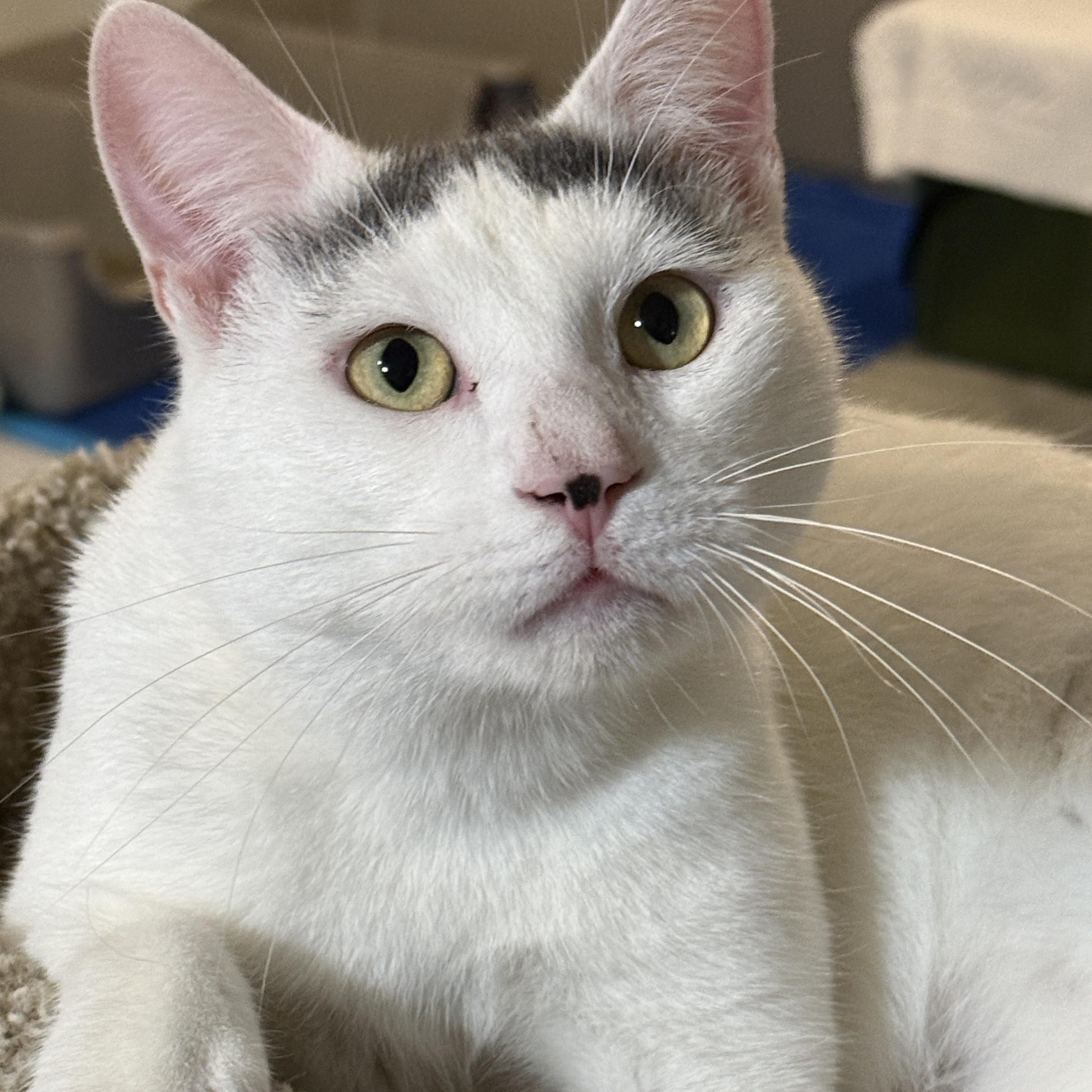 Enlarge Cain, an adopted mixed breed in Hopkinton, MA image 1/2