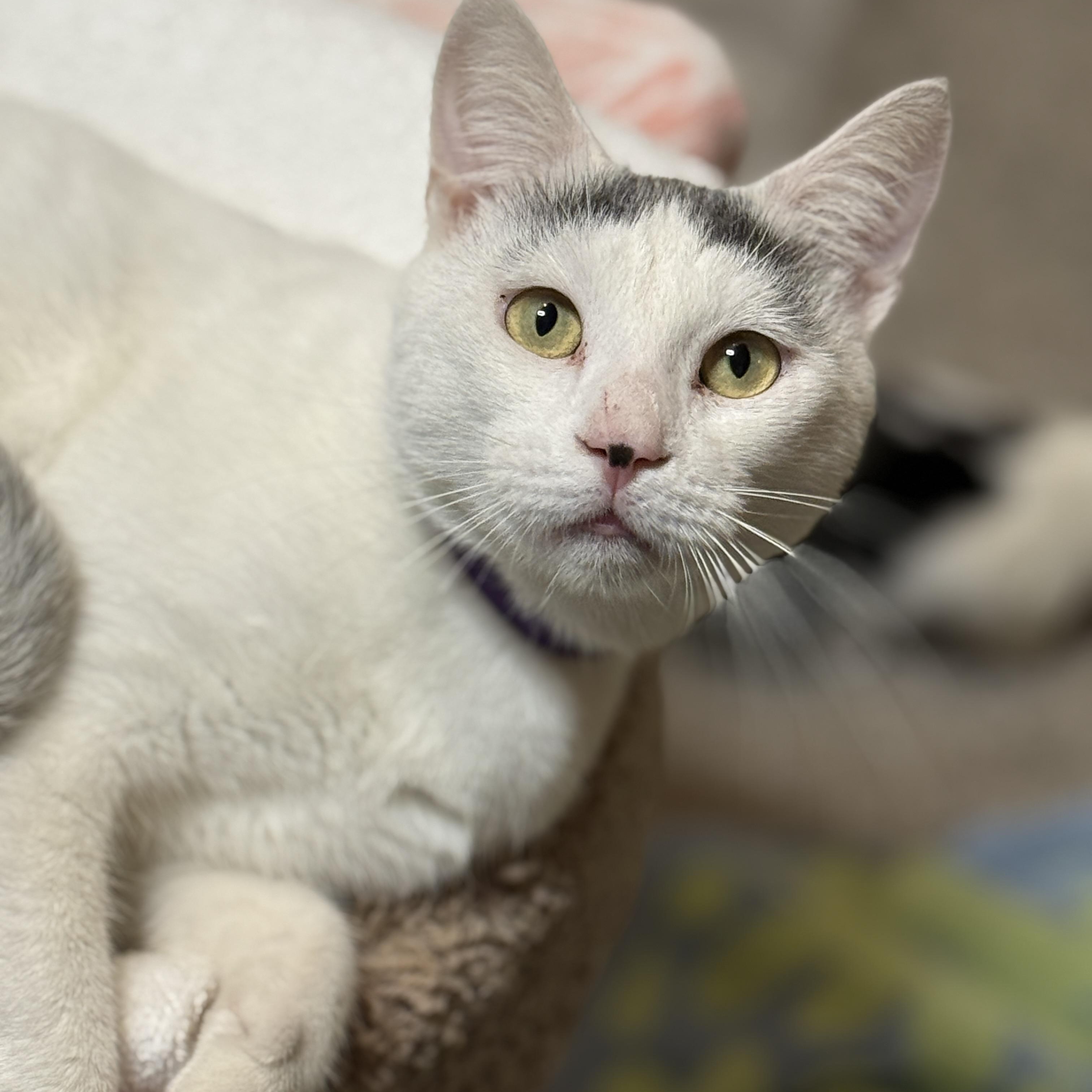 Enlarge Cain, an adopted mixed breed in Hopkinton, MA image 2/2