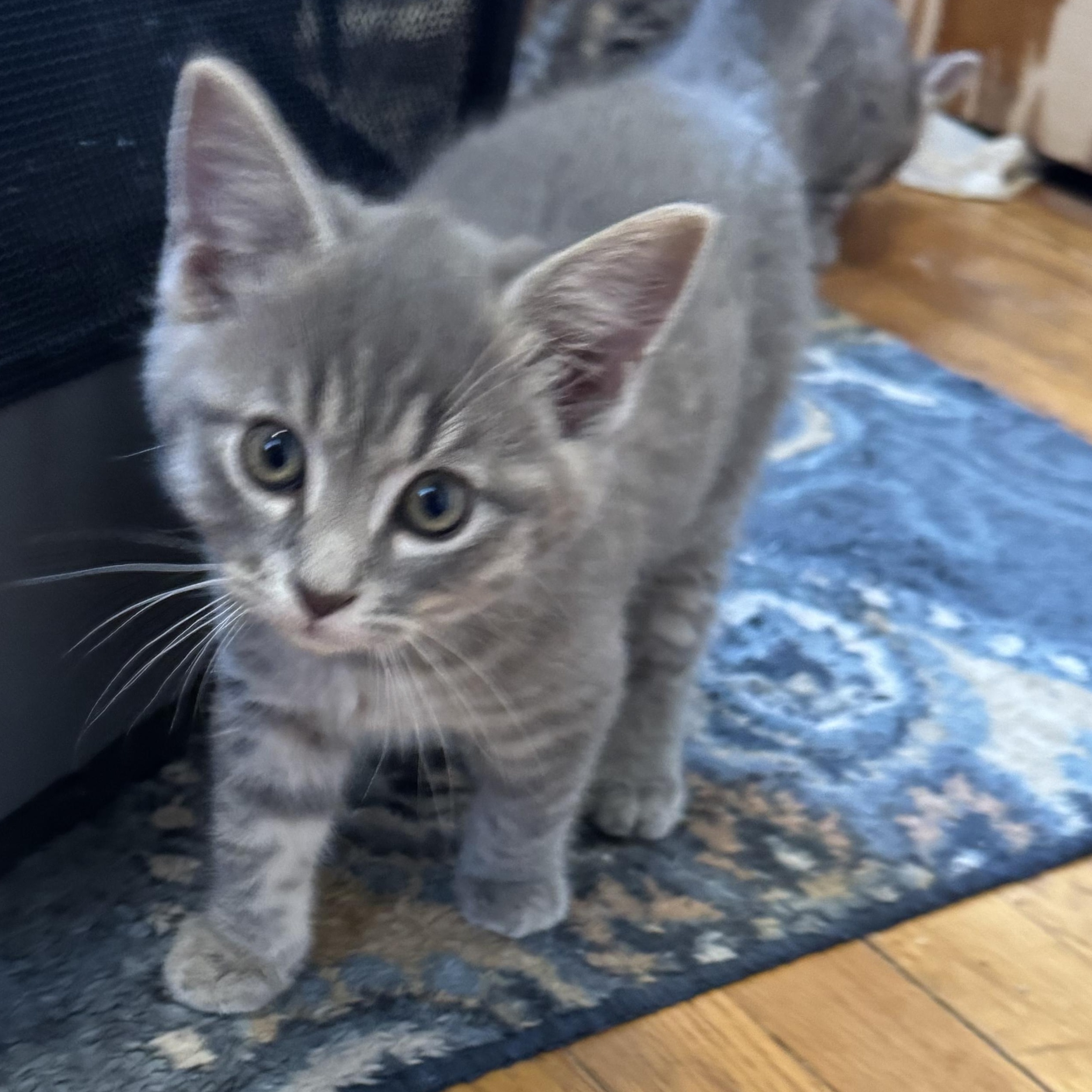 Chandler, an adopted Domestic Short Hair in Pittsburgh, PA image 2/2