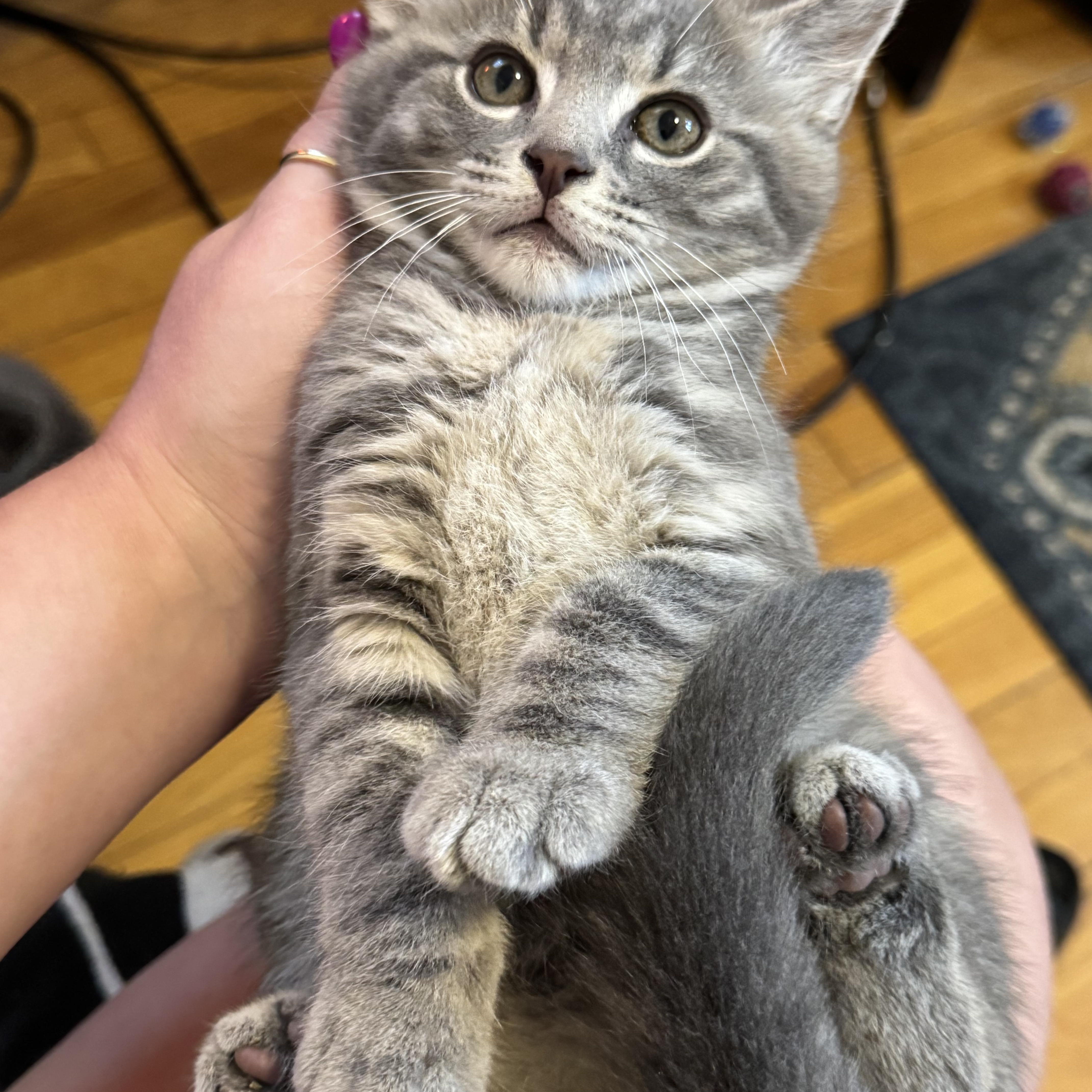 Chandler, adopted, Kitten Male Domestic Short Hair.