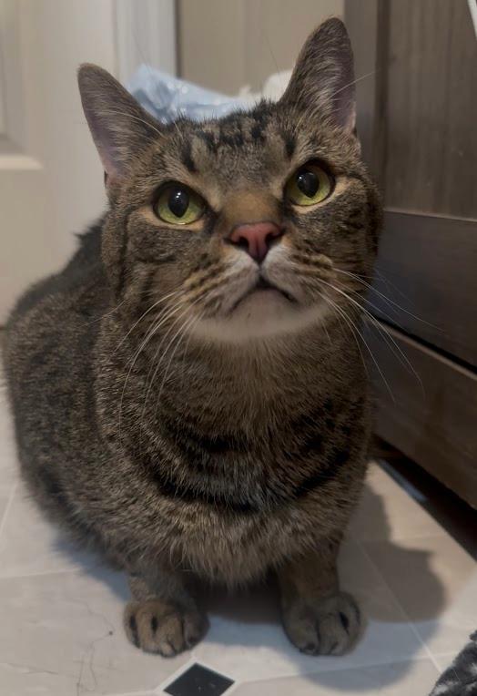 Waffles, Adoptable, Adult Male Domestic Short Hair.