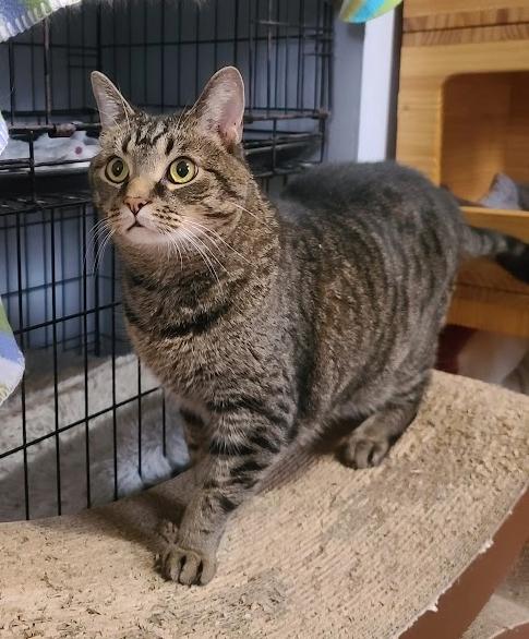 Enlarge Waffles, a Adoptable Domestic Short Hair in Indianapolis, IN image 2/5