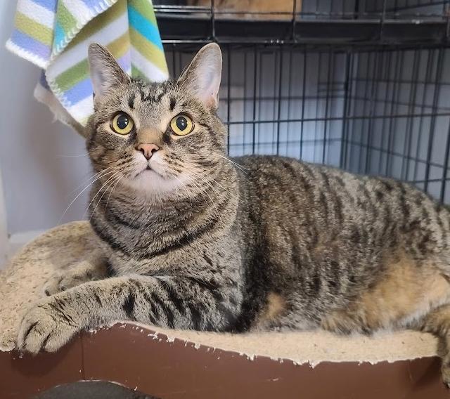 Enlarge Waffles, a Adoptable Domestic Short Hair in Indianapolis, IN image 3/5