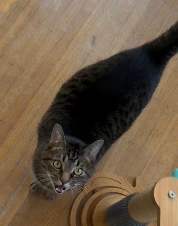 Enlarge Waffles, a Adoptable Domestic Short Hair in Indianapolis, IN image 4/5