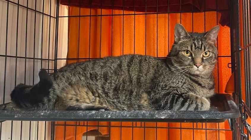 Enlarge Waffles, a Adoptable Domestic Short Hair in Indianapolis, IN image 5/5