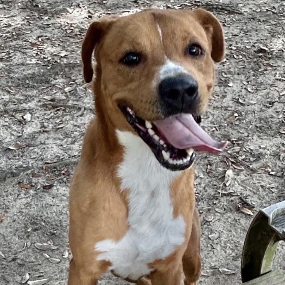 Chandler, Adoptable, Adult Male Mixed Breed.