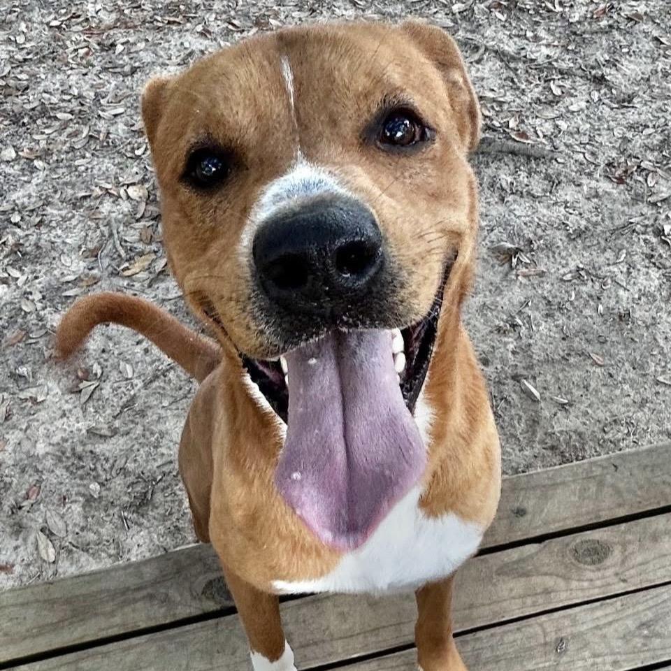 Enlarge Chandler, a Adoptable Mixed Breed in Milton, FL image 2/6