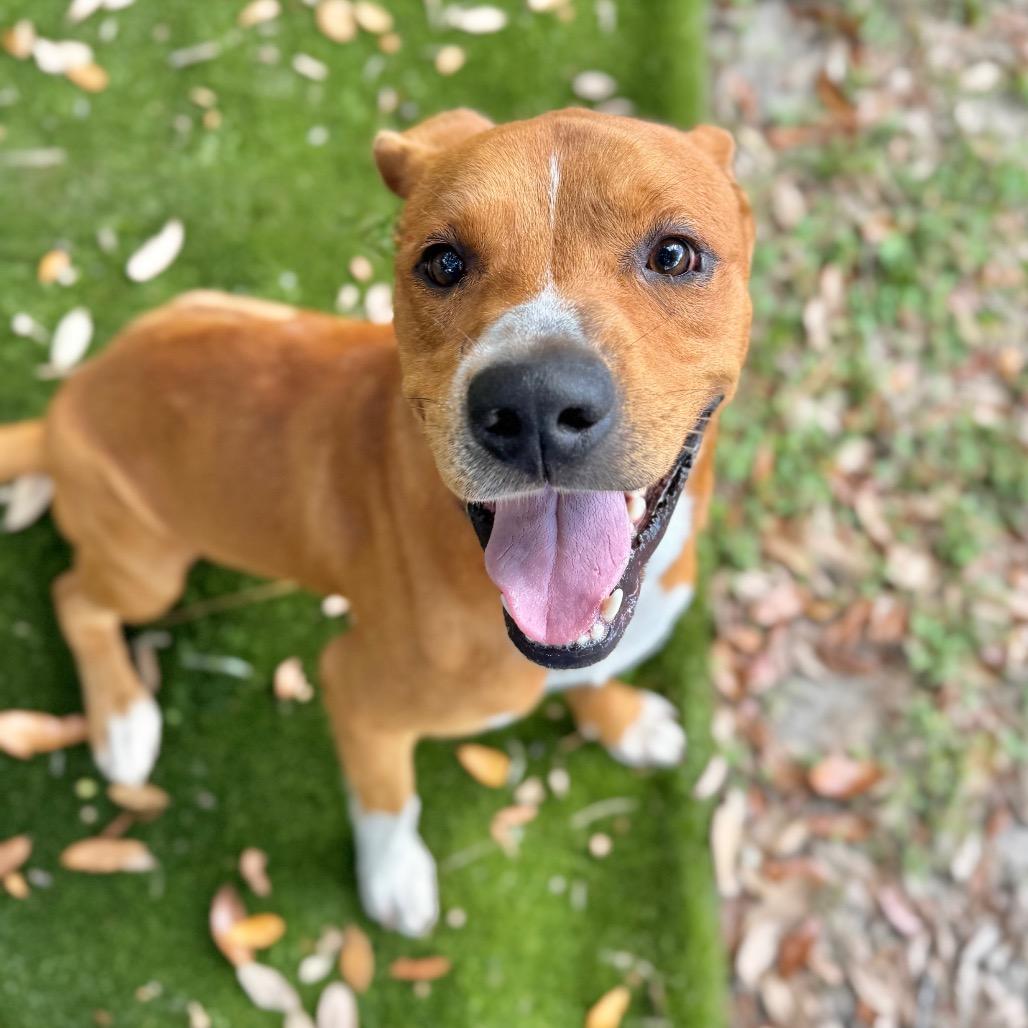 Chandler, Adoptable, Adult Male Mixed Breed.