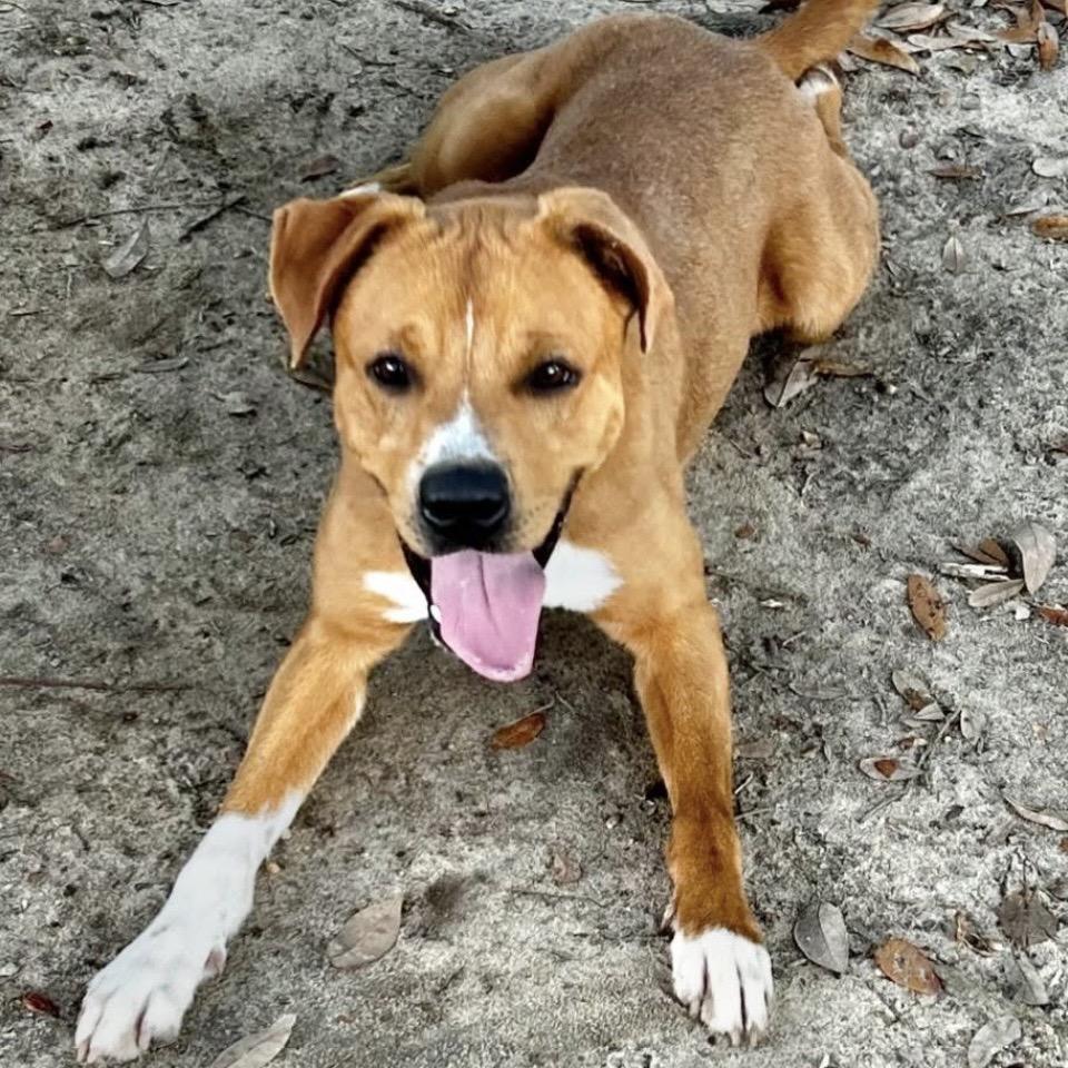 Enlarge Chandler, a Adoptable Mixed Breed in Milton, FL image 4/6