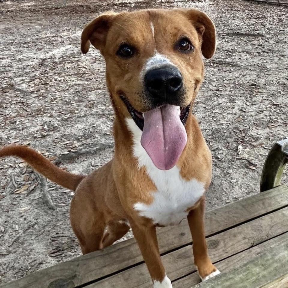 Enlarge Chandler, a Adoptable Mixed Breed in Milton, FL image 5/6