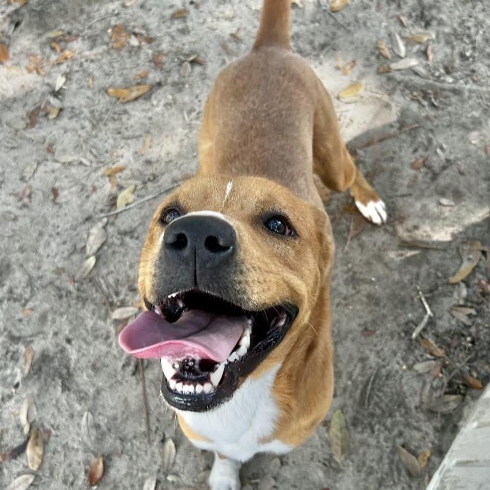 Enlarge Chandler, a Adoptable Mixed Breed in Milton, FL image 6/6