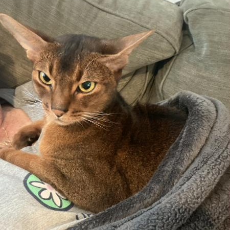 Enlarge Skye, a ADOPTABLE Abyssinian in Ansonia, CT image 3/3