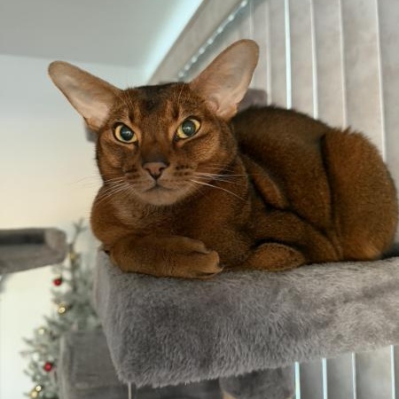 Enlarge Skye, a ADOPTABLE Abyssinian in Ansonia, CT image 1/3