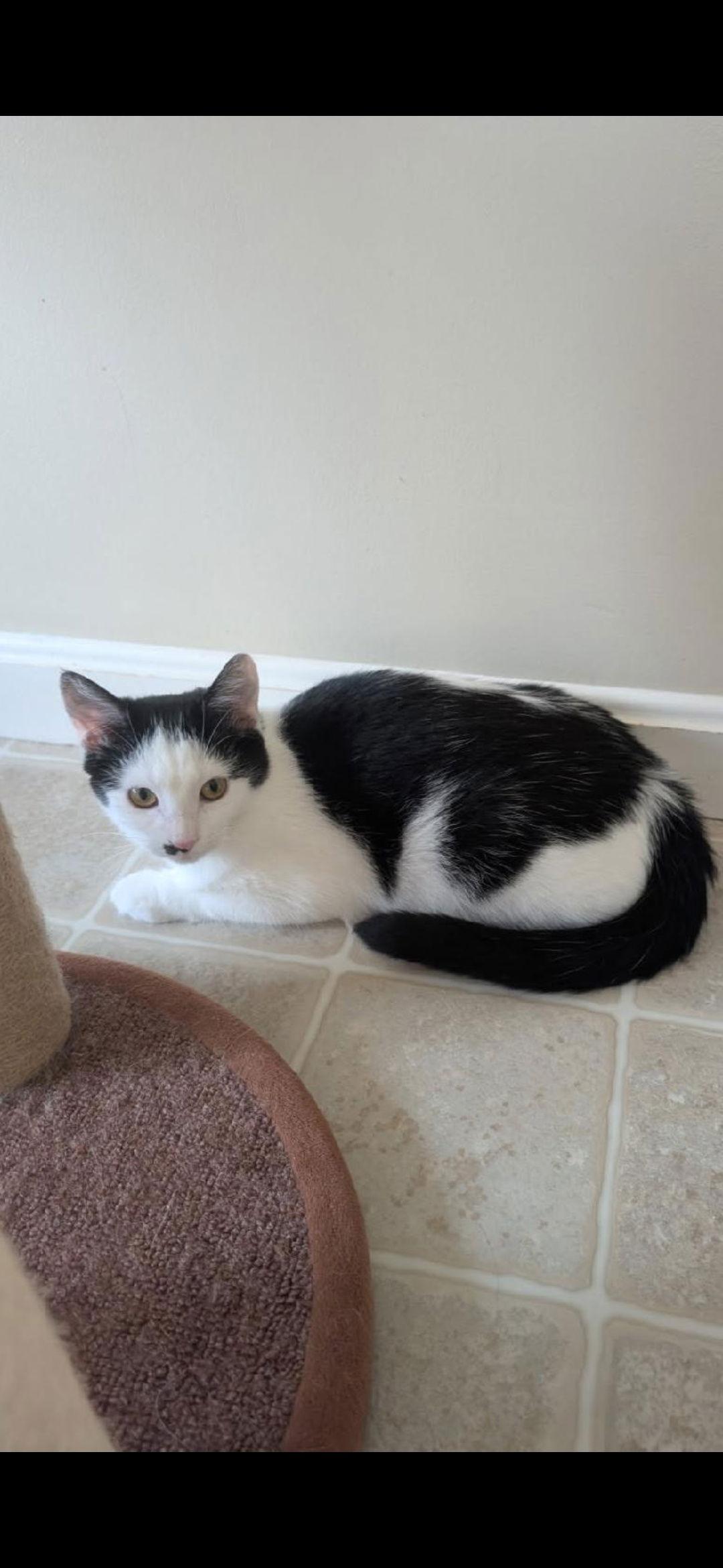 Marilyn, Adoptable, Kitten Female Domestic Short Hair.