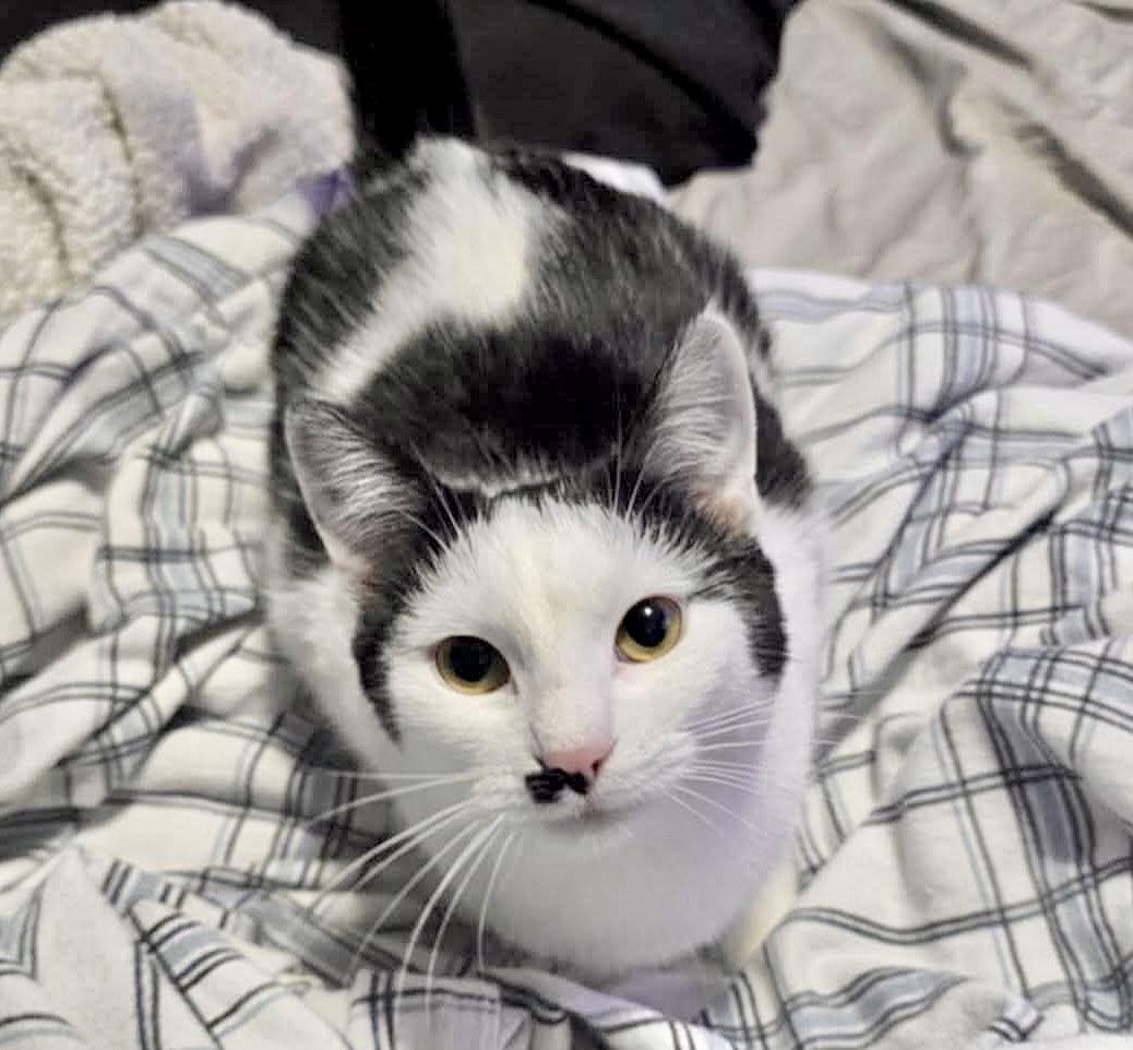 Marilyn, Adoptable, Kitten Female Domestic Short Hair.