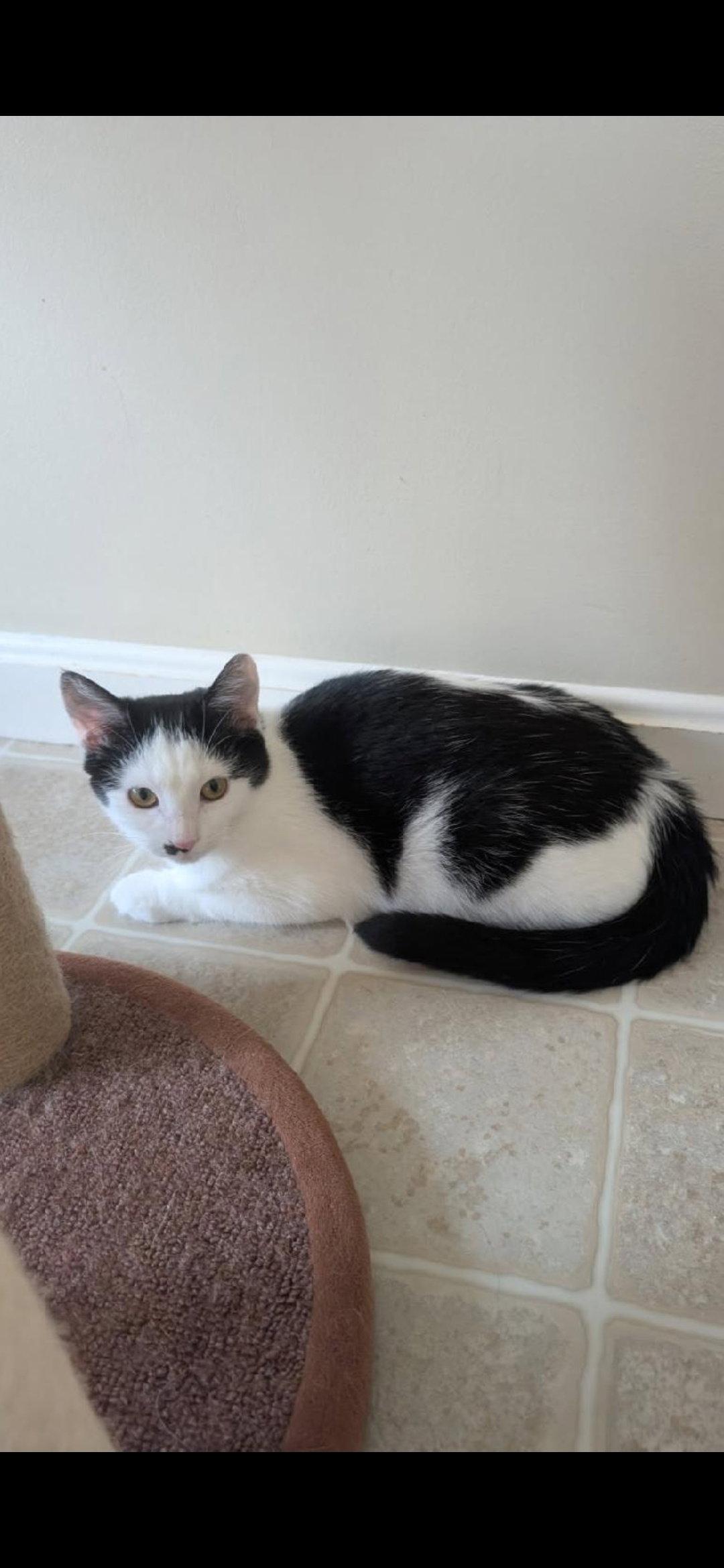 Marilyn, a Adoptable Domestic Short Hair in Harrisburg, PA image 2/2