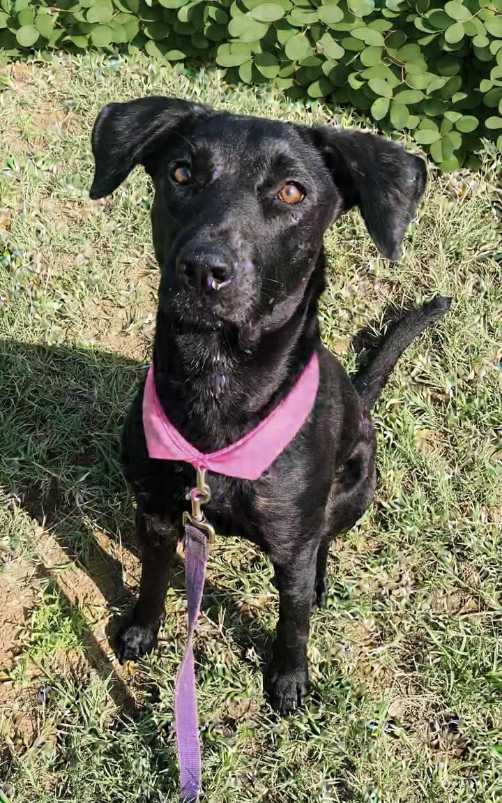 Jade, a Adoptable mixed breed in Albany, NY image 1/3