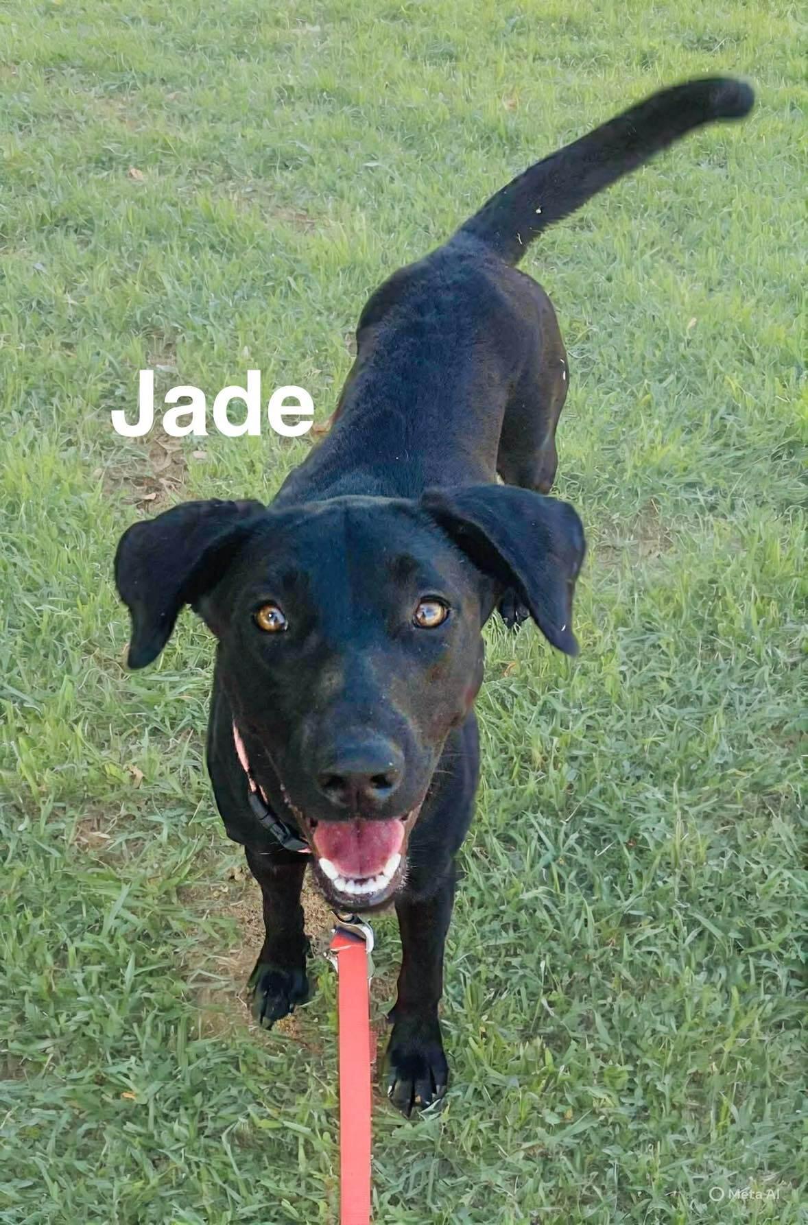 Jade, a Adoptable mixed breed in Albany, NY image 2/3