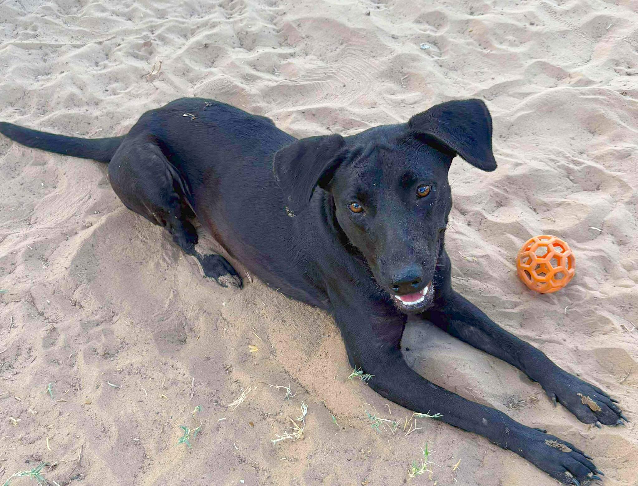 Jade, a Adoptable mixed breed in Albany, NY image 3/3