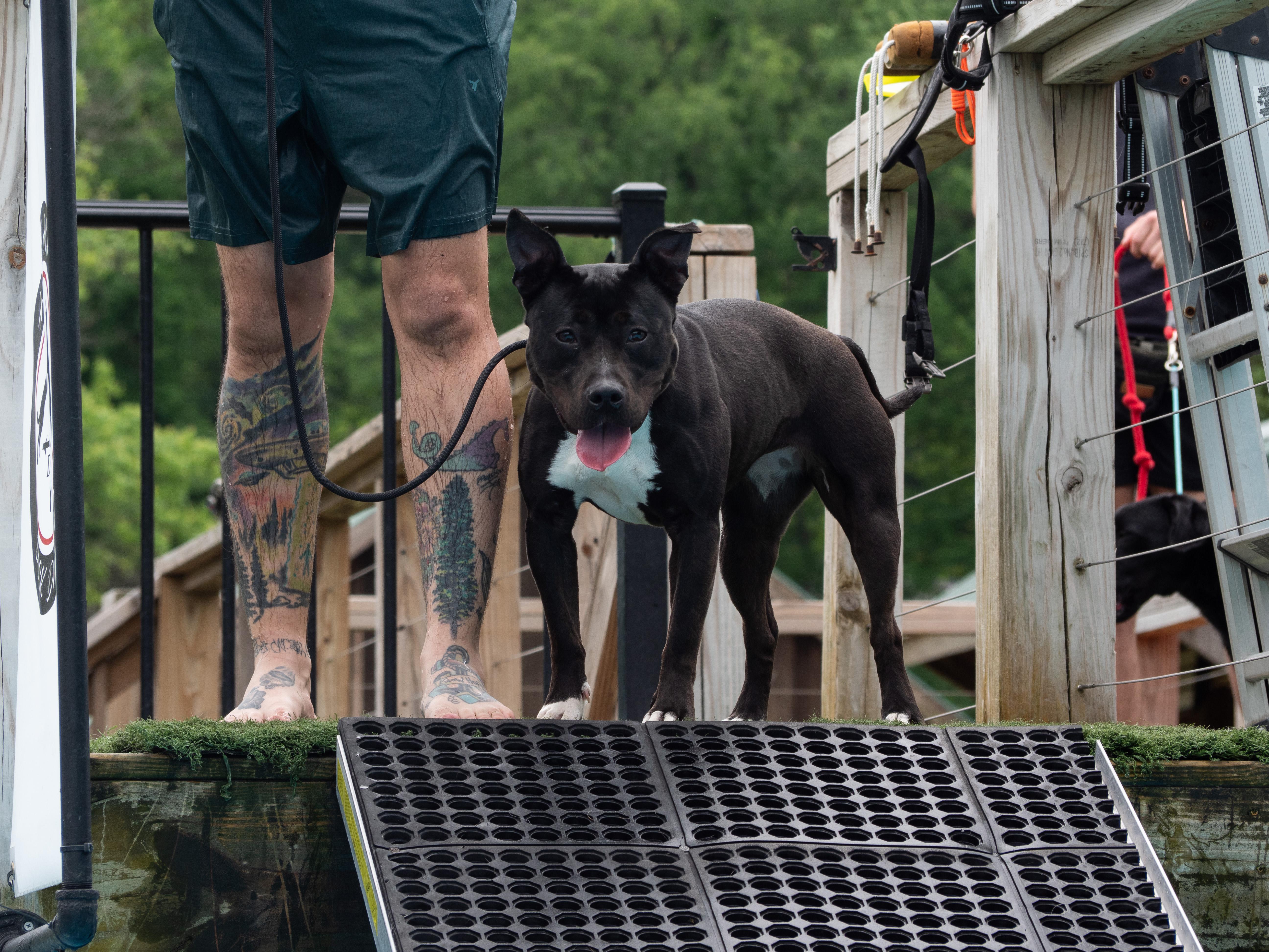 Enlarge Alani, a Adoptable mixed breed in Silver Spring, MD image 1/6