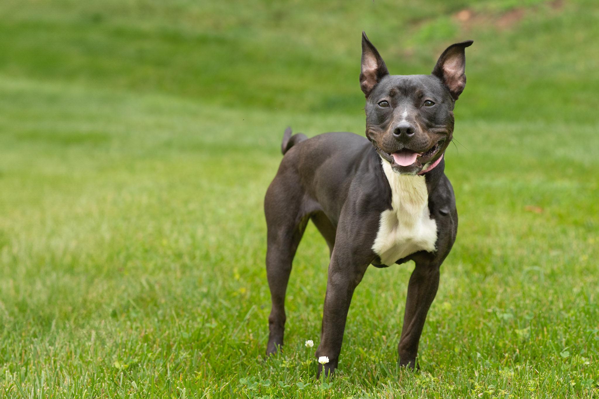 Enlarge Alani, a Adoptable mixed breed in Silver Spring, MD image 1/6