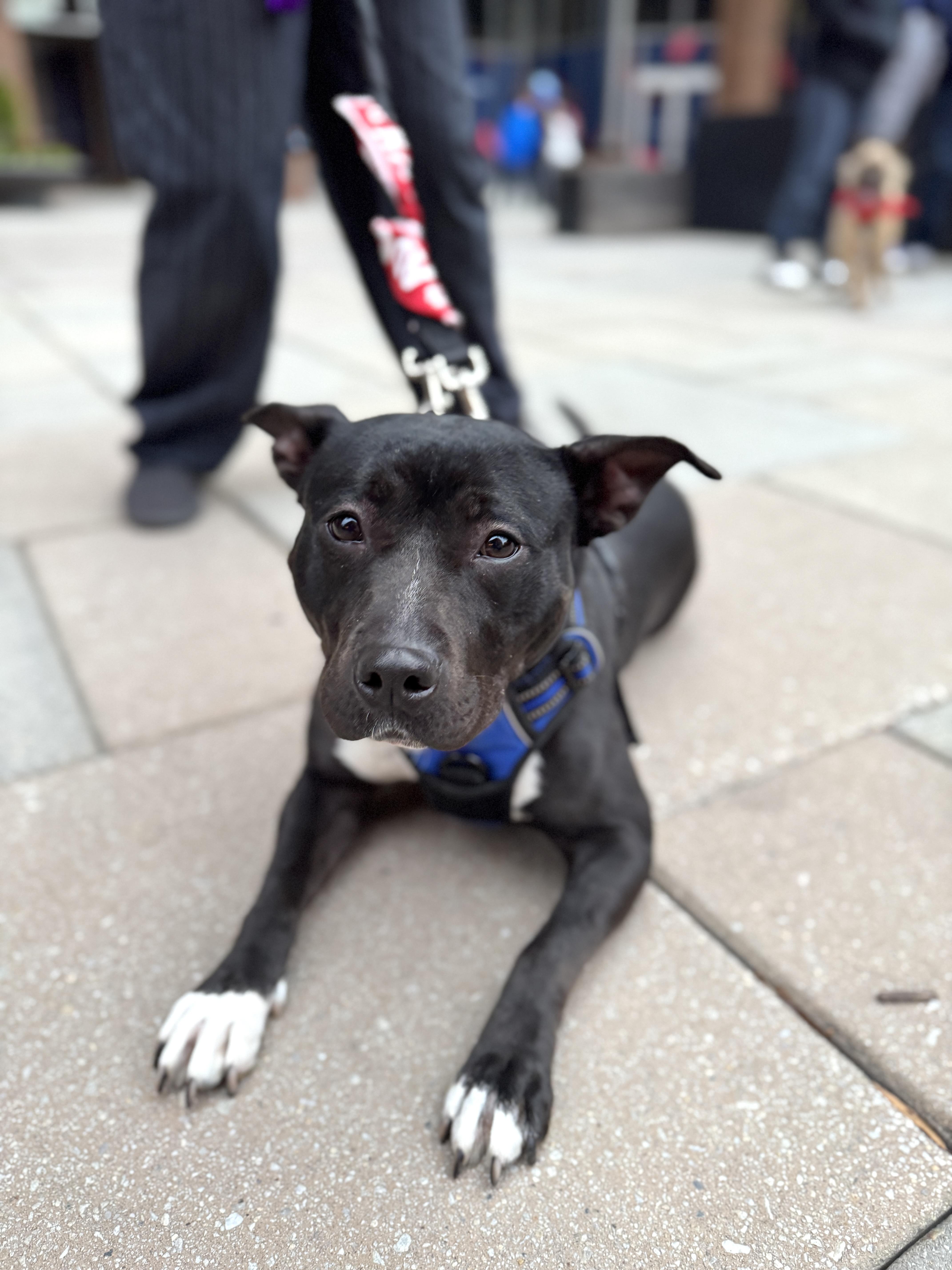 Enlarge Alani, a Adoptable mixed breed in Silver Spring, MD image 2/6