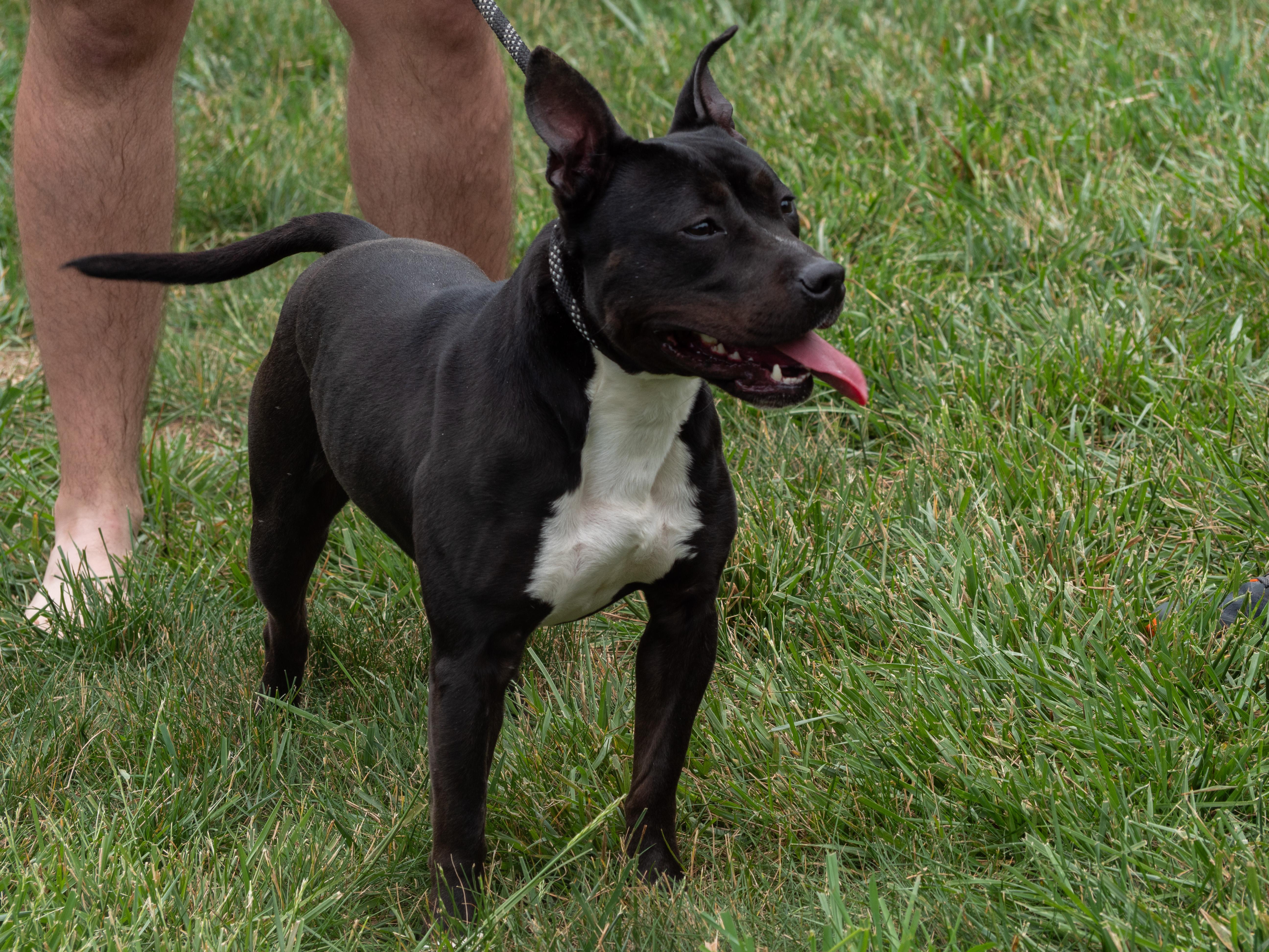 Enlarge Alani, a Adoptable mixed breed in Silver Spring, MD image 6/6